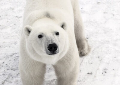 Polar Bears of Hudson Bay